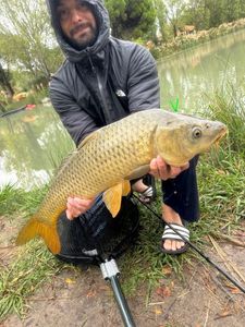 Common Carp