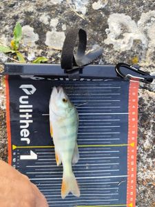 European Perch