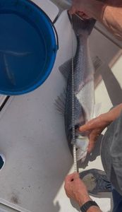 European Bass (Seabass)