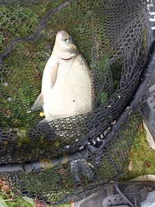 Common Bream