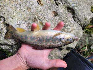 Brown Trout
