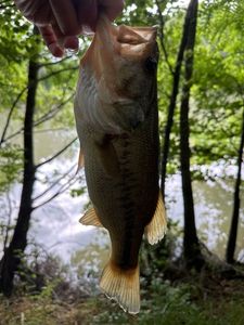 Largemouth Bass
