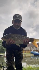 Common Carp