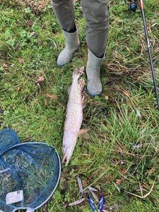 Northern Pike