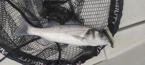European Bass (Seabass)