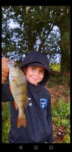 European Perch