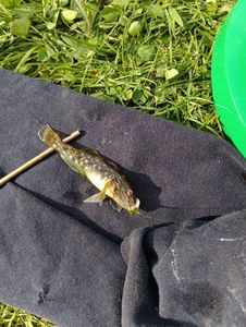 Common Goby