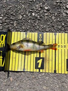 European Perch