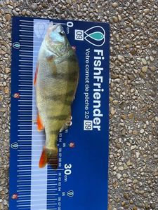 European Perch