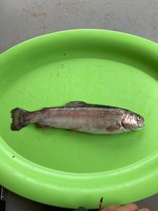 Rainbow Trout