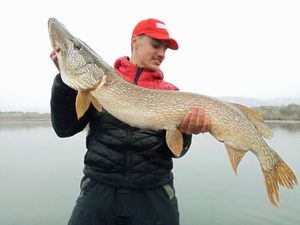 Northern Pike