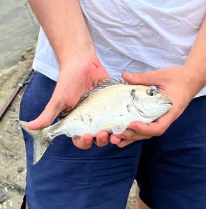 Gilthead Seabream