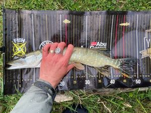 Northern Pike catturato da Arnaud Big