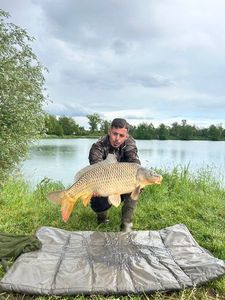 Common Carp