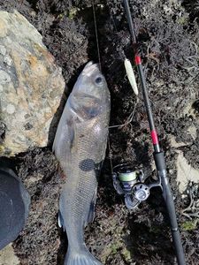 European Bass (Seabass)