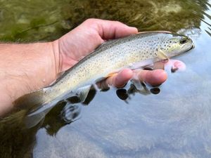 Brown Trout
