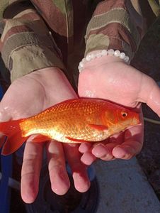 African Red Snapper