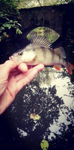 European Perch capturado por Alexandre Angibaud