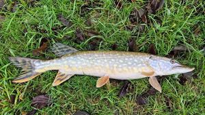 Northern Pike