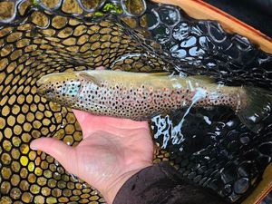 Brown Trout