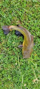 Black Bullhead