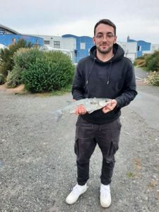 Thicklip Grey Mullet