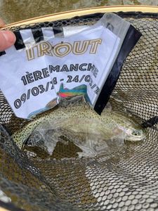 Rainbow Trout