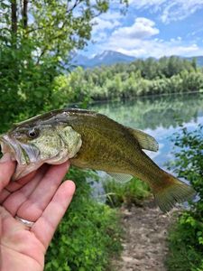 Largemouth Bass