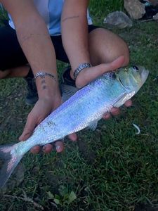 Shad