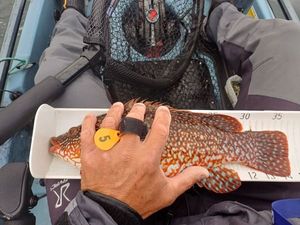 Ballan Wrasse