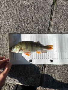 European Perch