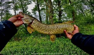 Northern Pike