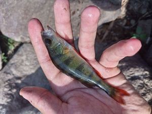 European Perch