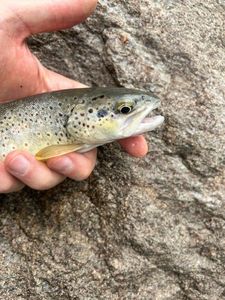 Brown Trout