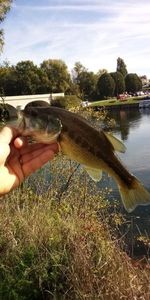 Largemouth Bass