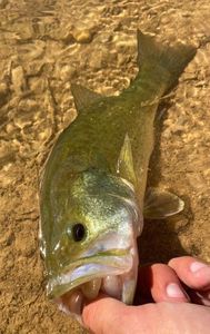 Largemouth Bass