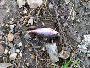 Roach