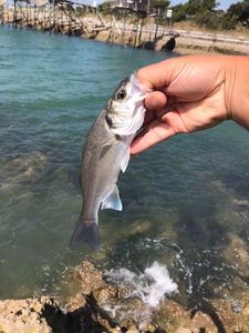 European Bass (Seabass)