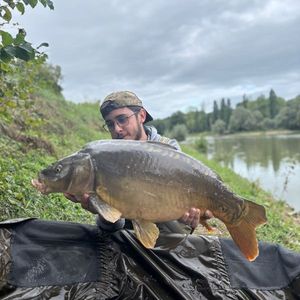Mirror Carp