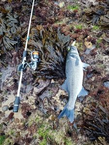 European Bass (Seabass)