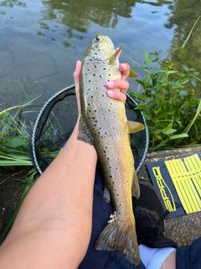 Brown Trout