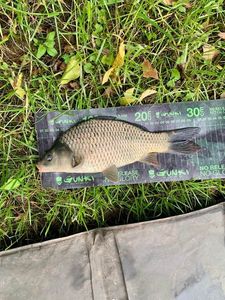 Common Carp