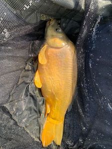 Leather Carp