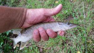 Northern Pike