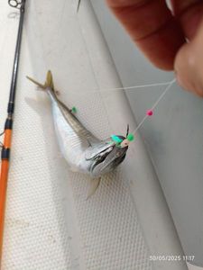 Atlantic Horse Mackerel