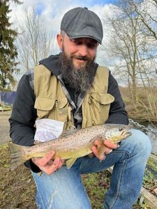 Brown Trout