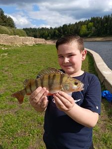 European Perch