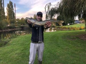 Northern Pike