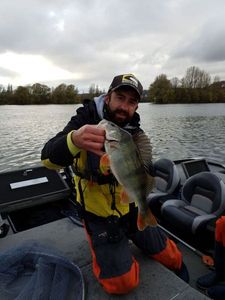 European Perch