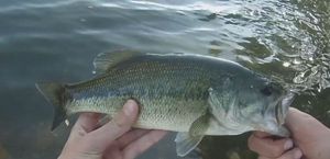 Largemouth Bass